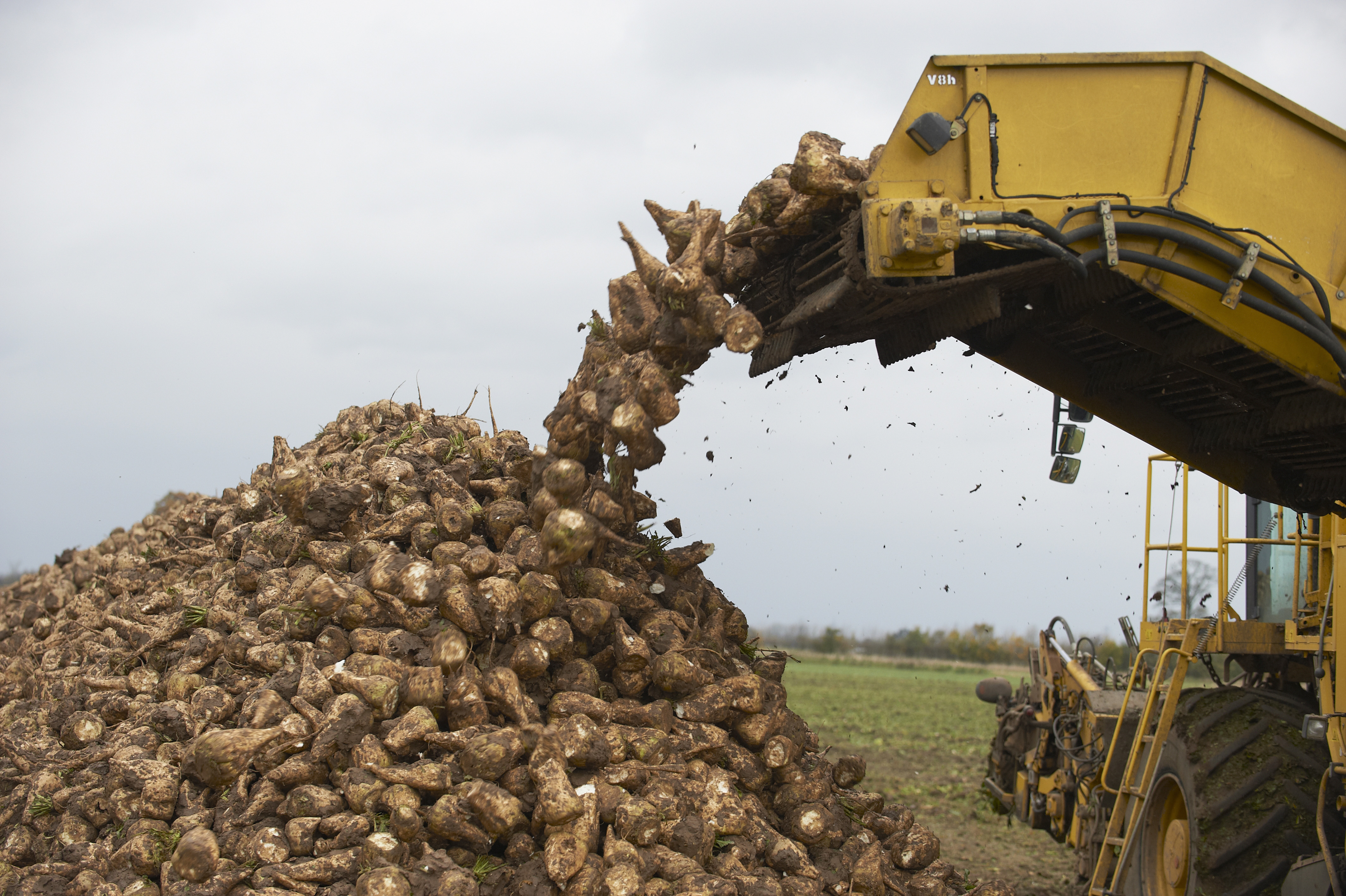 Sugar Beet Harvest Germains Seed Technology