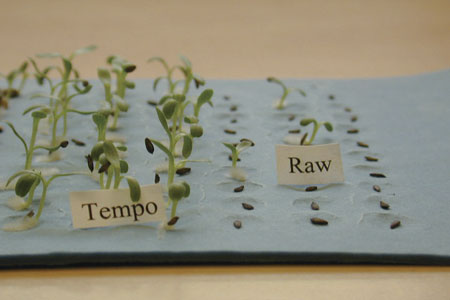 Tempo seed priming vs raw seed