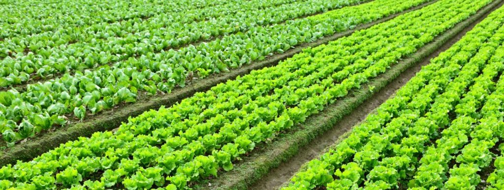 best seed treatments for lettuce