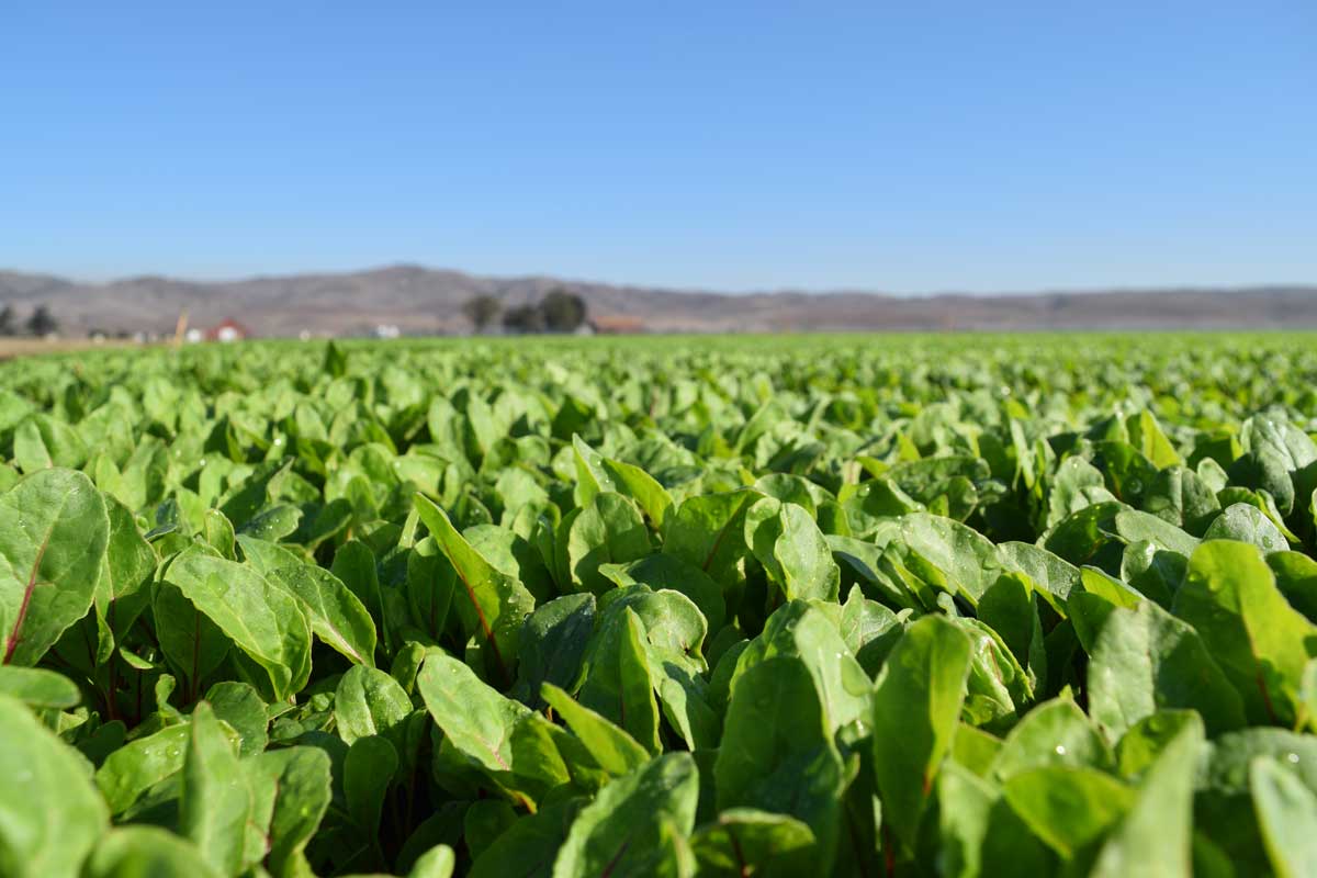 Swiss chard field planted with seed disinfected with Probio® gopure® | Bacterial Leaf Spot Solution