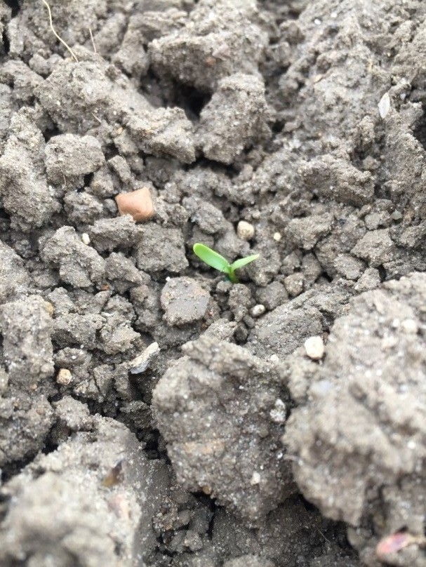 Strip trial emergence counts