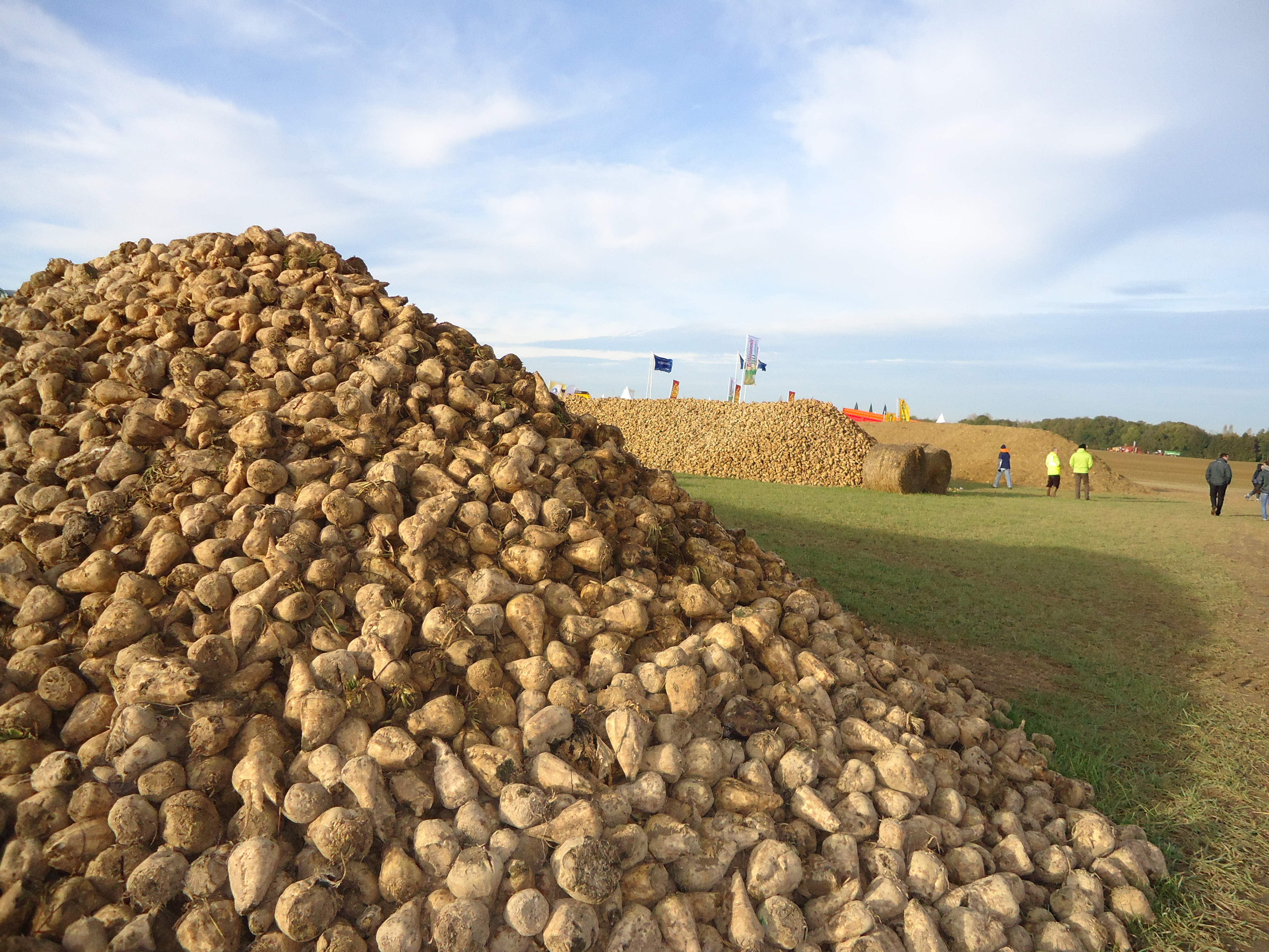 seed treatments for sugar beet