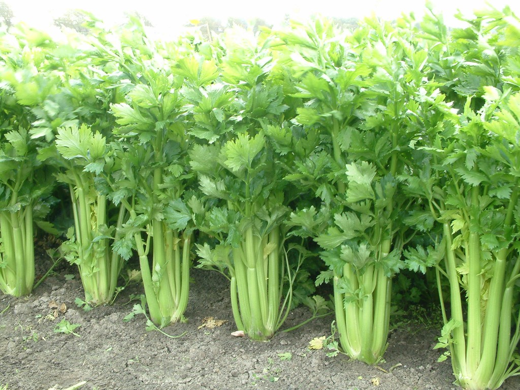 seed treatments for celery