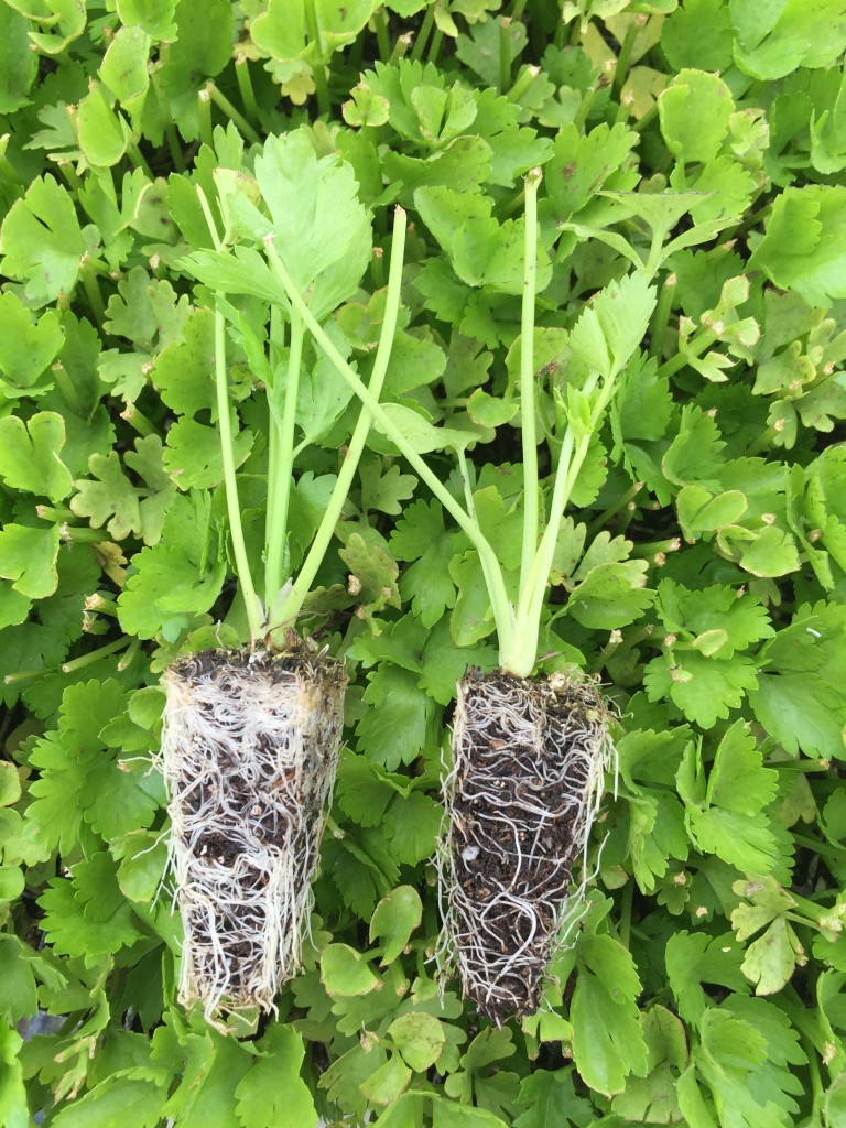 Seed treatments for celery | Propellet Elite