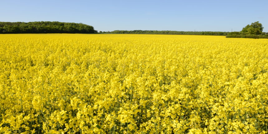 Seed coating polymers used – bright yellow field