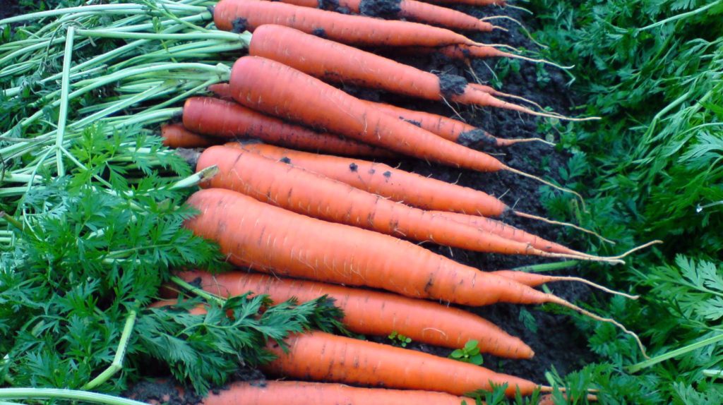 Seed treatments for carrots