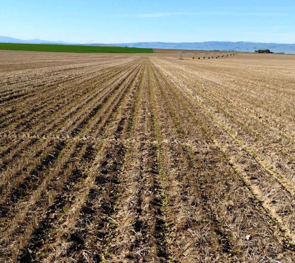 Reduce Tillage Methods for Sugarbeet Production