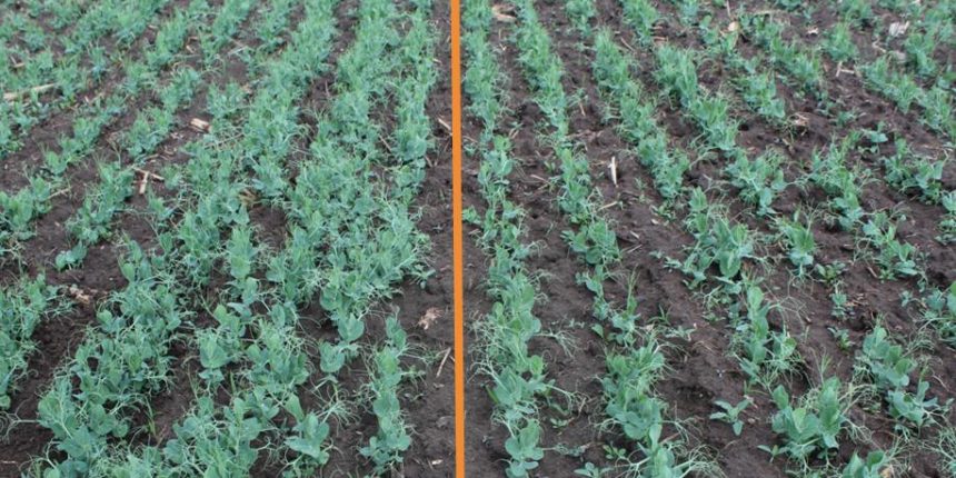 Pea crop difference
