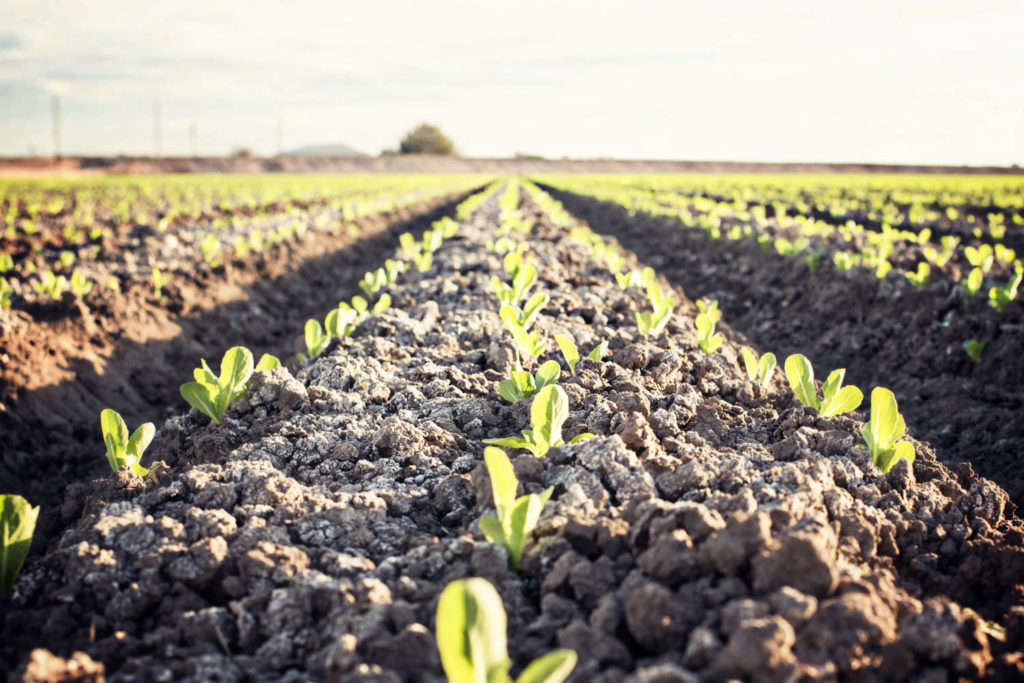 Lettuce Seed Treatments for Desert Regions 