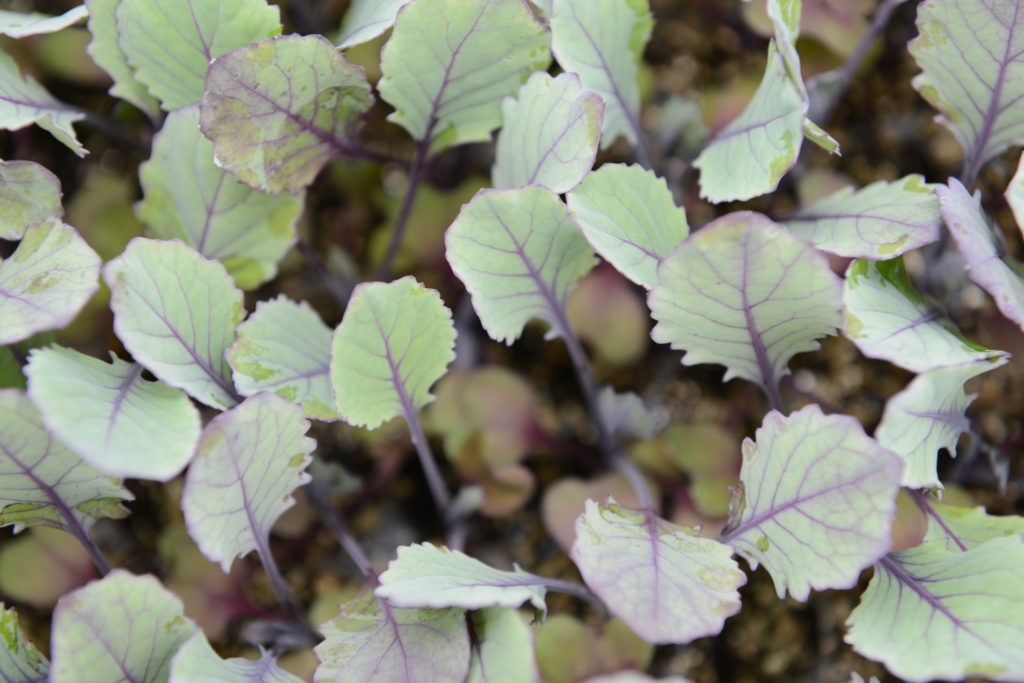 seed treatments for kale