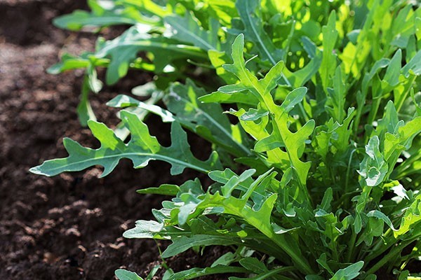 organic seed treatments for Wild Rocket