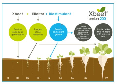 Xbeet enrich 200 plant graphic