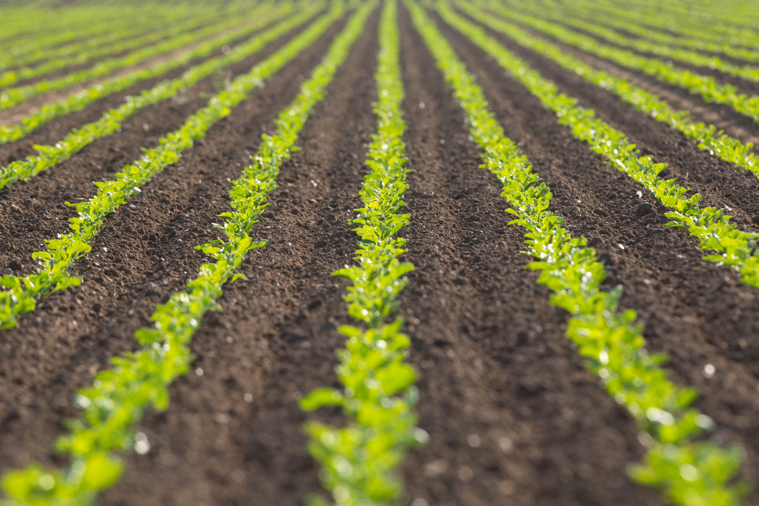 Unveiling Xbeet enrich 300: Enhancing Sugar Beet Cultivation in the UK